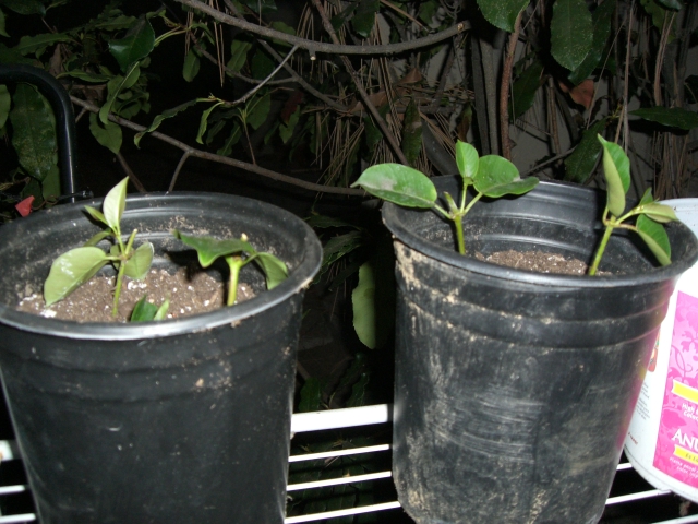 マンデビラを地植えに Bouzu Garden